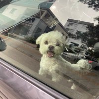 fuling (@mospedros) Twitter profile photo