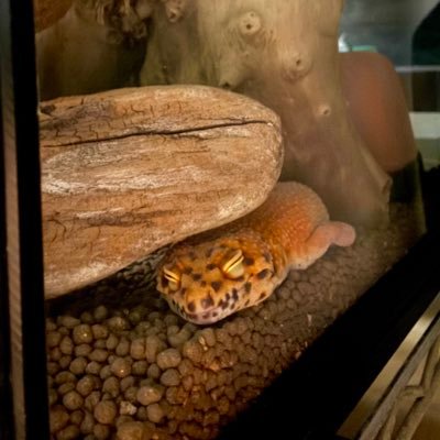 Don_Saku0630's profile picture. レオパとシシバナを飼ってます！無言フォロー失礼致します🙇‍♂️