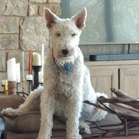 Twila Hoppe (@hoppe_twil90686) 's Twitter Profile