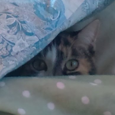 ちゃたまとら(俊)さんのプロフィール画像