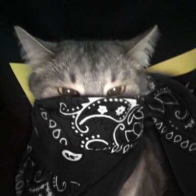 RAROXTZ_777's profile picture. 🧸