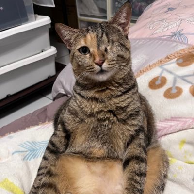 inoveltown's profile picture. 