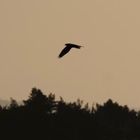 wes(@BirdingGardener) 's Twitter Profile Photo