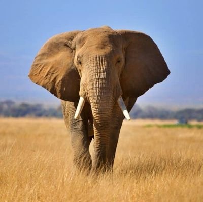 CzenyO's profile picture. Live