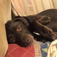 Greg Save Democracy (@gregvoteblue) 's Twitter Profile