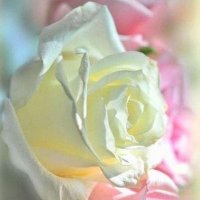 Dünyadan İlginç Gerçekler (@musa87102762) 's Twitter Profile
