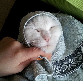 jinjusaekki's profile picture. 까칠한 11살 할망 고양이 봇입니다. 봇이에요 봇이요.