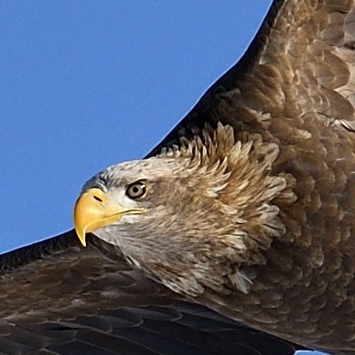 あくまでも、マイペースで野鳥撮影を楽しむオッサンです。野鳥をメインにしていますが、気に入ったものは何でもシャッターを押したくなります。撮ったばかりのものから蔵出しまで、いろいろ投稿します。　
愛機はD500と500ｍｍf5.6PFなど。 よろしくお願いします。
写真の無断使用は厳禁です。報告、ブロック、訴えます。