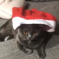 Alvena Smith (@alvenasmit33638) 's Twitter Profile