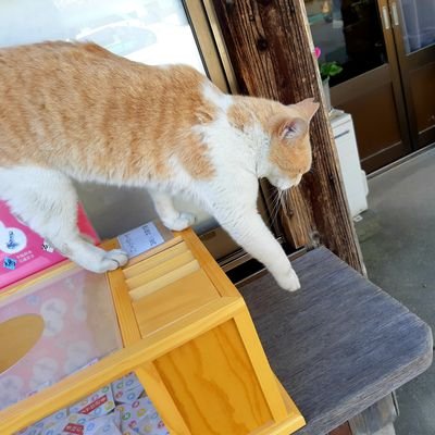 4XPmttMGFxImNIe's profile picture. サザエさんちの食卓に憧れてます。