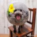 Magnolia Barrows-Wyman (@barrowswym36654) Twitter profile photo Magnolia Barrows-Wyman (@barrowswym36654) Twitter profile photo