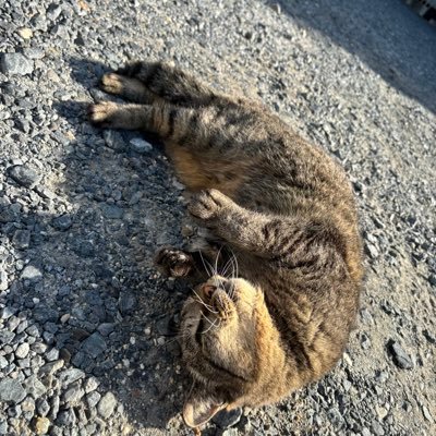 mechicchy's profile picture. 