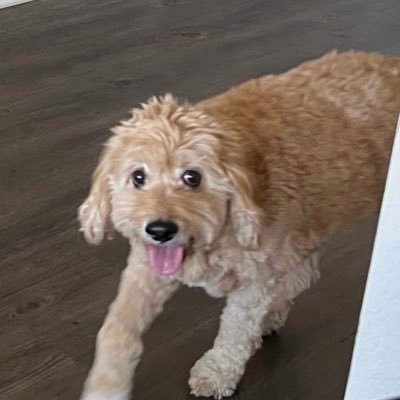 tfizzle20's profile picture. Healthcare Actuary, Cubs fan, FSU alum. Aspiring to be a decent golfer