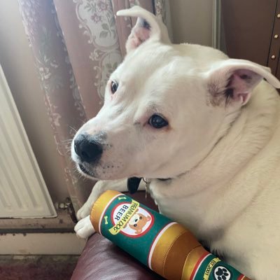 Mum of two,Nana of one. #Level42 fan!! Hoomum to Jed,the staffie (a.k.a. Uncle Big Sniff-Major in #ZSHQ,member of #TheRuffRiderz, #TheAviators & #PIYSB)