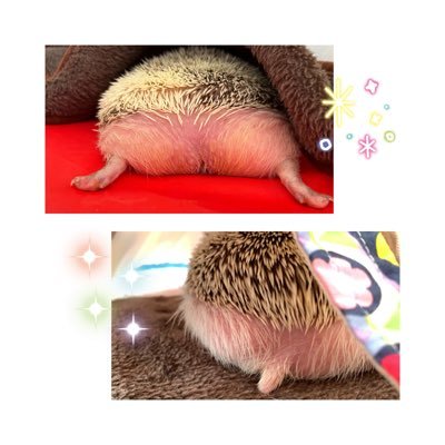 私の同居人のハリネズミの話🦔♡そして 飼い主（私）のひとり言😞💬 ❊tweetと写真は一切関係ありません✌🏻♥️（…事もあります）