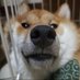 あたま (@abmbbmsbcg) Twitter profile photo あたま (@abmbbmsbcg) Twitter profile photo