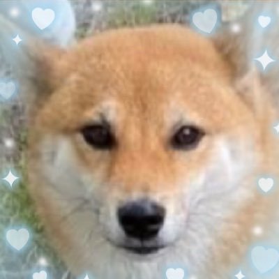 柴犬まめ♀2017.シャルトリュー杏樹♂2018.マンチカン神♂2019.保護猫ちゃん心愛♀2020.♡ワンちゃん猫ちゃんが居る幸せ♡無言フォロー失礼致します。何気ない日常を呟きます。カープ全力応援！