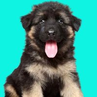 GSD Fen Club (@gsd_fanclub) 's Twitter Profile Photo GSD Fen Club (@gsd_fanclub) 's Twitter Profile Photo