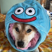 愛犬チョンコロニキ🐕 ͗ ͗飼い主アニジャ(@AnijaChonkoro) 's Twitter Profile Photo