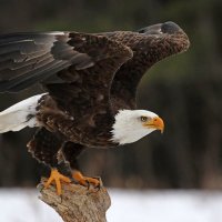 Carlos Bogan (@carlosboga8530) 's Twitter Profile