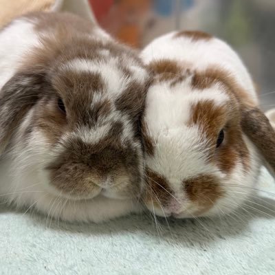 ゆずよもあん🐰（ムウ太・兎鷺ママ）さんのプロフィール画像
