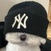 김봉팔 (@inxinxxx) Twitter profile photo 김봉팔 (@inxinxxx) Twitter profile photo