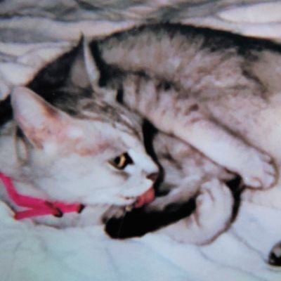 nechoneko's profile picture. 紆余曲折　コミュ障　健康第一