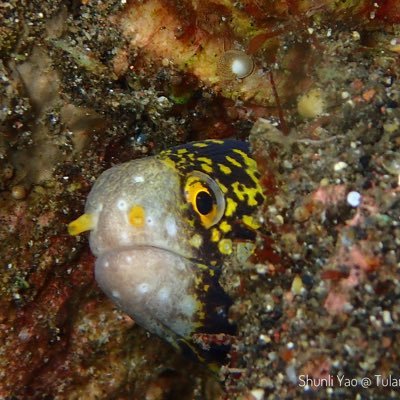 economist and scuba diver, teaching at Thammasat University and island hopping in SE Asia