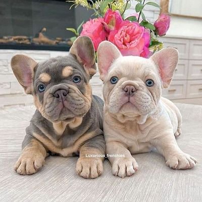 welcome to @french_lover2 

we share daily #frenchbulldoglover content

Follow us if we really love @french_lover2