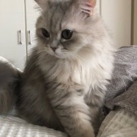 にゃんにゃん (@tpdv76wpm6g) 's Twitter Profile