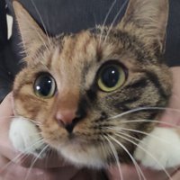 小肥猫王 (@xiaofeimaowang) Twitter profile photo