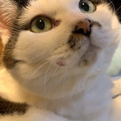 mikaibuki's profile picture. 