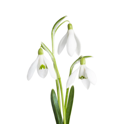 panggildii's profile image