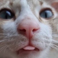 Brent Schmitt (@brentschmi84750) 's Twitter Profile