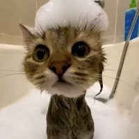 Jackypoo (@jacksnwtf) 's Twitter Profile Photo