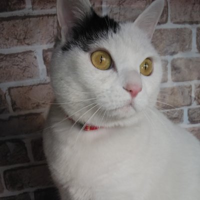 8rn8KozsH1W3hjG's profile picture. 😆懸賞好きにゃんこママです😊不慣れで失礼があったらお許し下さい。投資系、エロ系は❌写真嫌いなみーも時々出ます😺                   #懸賞好きさんと繋がりたい