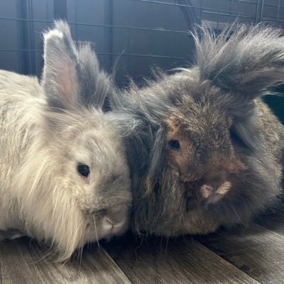 We are Sheldon (White/Gray) & Leonard (Brown) are we both Male Lionheads we both live outside in a shed 🐰🐇🐰🐇we both come from a rabbit rescue