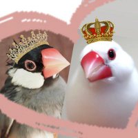 ぶんちょ(•ө•) (@bunchobunbunbun) Twitter profile photo