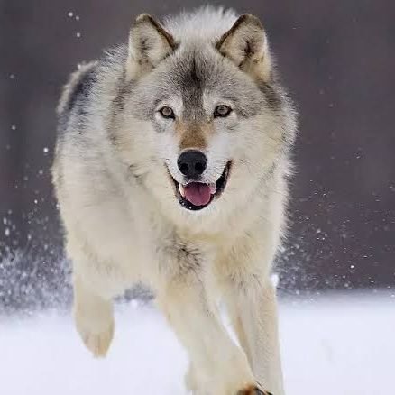 tengrikutata's profile picture. Paranında satın alamayacağı şeyler vardır.