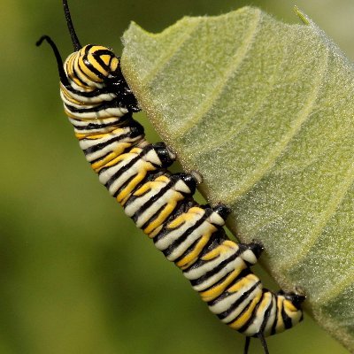 Founder /1st Operations, Monarch Society Fox River Valley, Inc

Beauty is the  Butterfly ™ 
Plant native milkweed, they will come ™