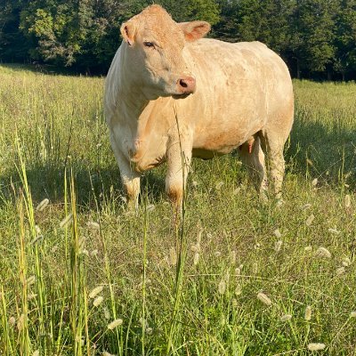 I'm a one-eyed heifer winning hearts all over #TN. 🐮❤️ Opening for public visits soon in McMinnville! I live @SammaFarm. #GoVegan #EndDairyⓋ #nonprofit #501c3