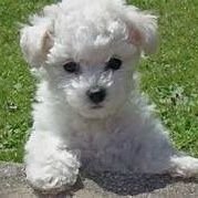 Eve (@lovemydogduck) 's Twitter Profile Photo Eve (@lovemydogduck) 's Twitter Profile Photo