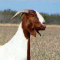 Mattie Stokes (@mattiestok57234) Twitter profile photo