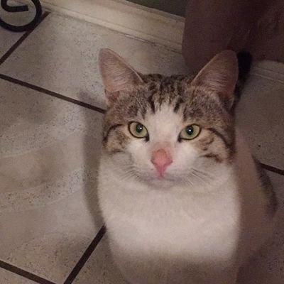 BismarckMeows Profile Picture