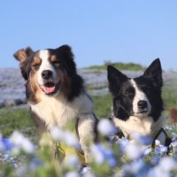 ボーダーコリーおぼまな🌼🐟🦅 (@bmt832) 's Twitter Profile Photo ボーダーコリーおぼまな🌼🐟🦅 (@bmt832) 's Twitter Profile Photo