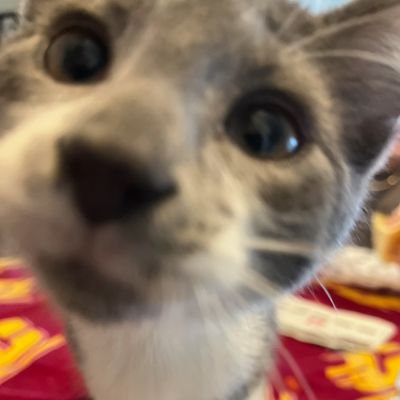 laurenebag's profile picture. fancy seeing you here