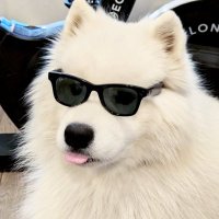 Maca π¨π± π»ββοΈβπππ§ (@calmsamoyed) 's Twitter Profile