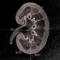 Kidney Kaleidoscope 🫘 (@kidneykscope) 's Twitter Profile Photo Kidney Kaleidoscope 🫘 (@kidneykscope) 's Twitter Profile Photo