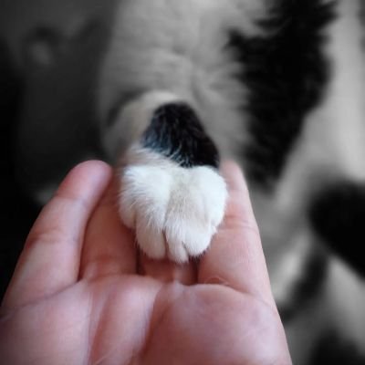 No es lo que hacemos de vez en cuando lo que da forma a nuestras vidas, sino lo que hacemos constantemente. 🐈