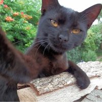 Giorgio El Gato (@giorgio_elgato) 's Twitter Profile